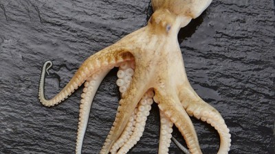 놓치면 후회! 서해 쭈꾸미 생물 초특가 후기 🐙